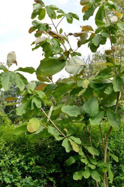 Magnolia obovata (Magnolia obovata Thunb.). Genç bir bitkinin taç parçası.