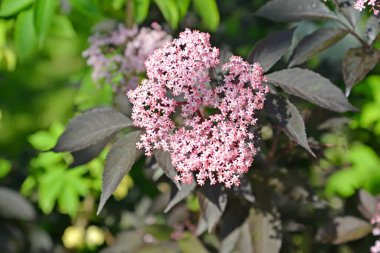 Pink inflorescence of black elderberry, variety Black Beauty clipart