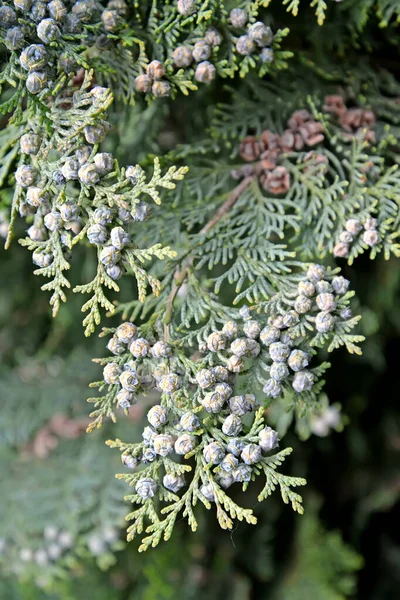 Cossack Juniper Juniperus Sabina Branch Green Fruits — Stock Photo, Image