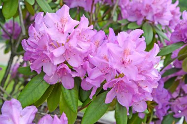 Çiçekli pembe rhododendron (Rhododendron L.). Büyük plan.