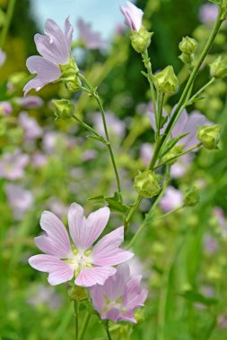 Çiçekli Thuringen hatma (Lavatera thuringiaca L.)