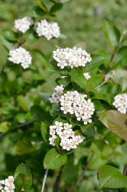 Çiçekli siyah boğaz üzümü (Aronia melanocarpa (Michx.) Elliott.)