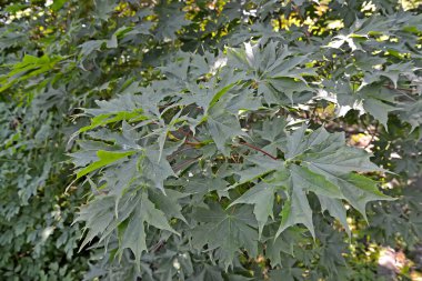 Platanus maple Charles Joly (Acer platanoides 'Charles Joly'). Branch with leaves