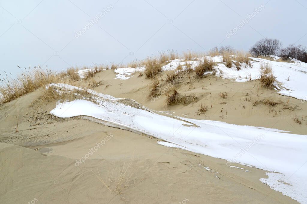 Snow on the dunes of the Curonian Spit. Kaliningrad region