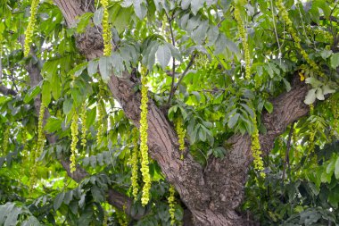 Yeşil başlıklı kül lapinası (Pterocarya fraxinifolia)