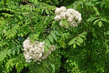 Yaygın dağ külleri (Sorbus aucuparia L.) İlkbahar