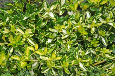Beresclet Fortune, Varyete Sarışın (Euonymus fortune). Arkaplan
