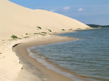 Curonian tükürüğünün kum tepeleri. Kalininingrad bölgesi