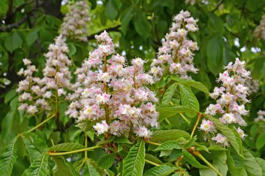At kestanesinin çiçek açması (Aesculus hippocastanum L.)