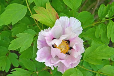 Çiçekli çalı şakayığı (ağaç benzeri) (Paeonia autruticosa)