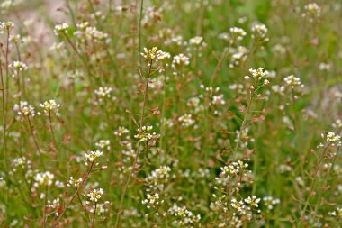 Shepherd 'ın çantası (Capsella bursa-pastoris L.). Çiçek açıyor.