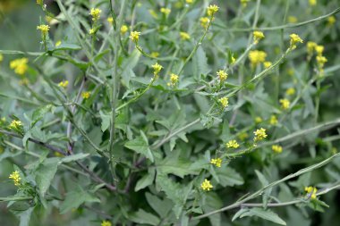 Tıbbi yürüyüş (Sisymbrium officinale L. Scop.) Çiçek açan bitki.