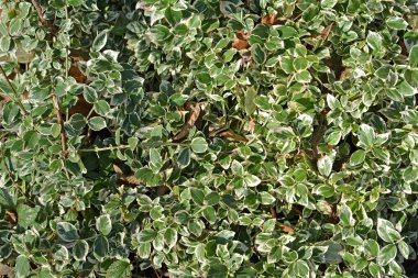 Beresclet Fortune, Emerald Gaiety çeşidi (Euonymus fortune). Arkaplan