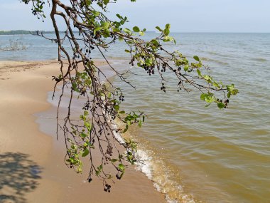 Kara alder 'in dallarından Curonian Lagünü' nün görüntüsü. Kalininingrad bölgesi
