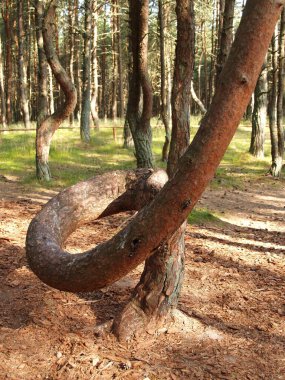 Curonian Tükürüğü. Dans Eden Orman 'ın Çamları. Kalininingrad bölgesi