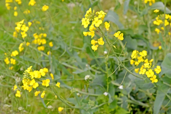 Gelbe Blütenstände Des Feldkohls Brassica Campestris — Stockfoto