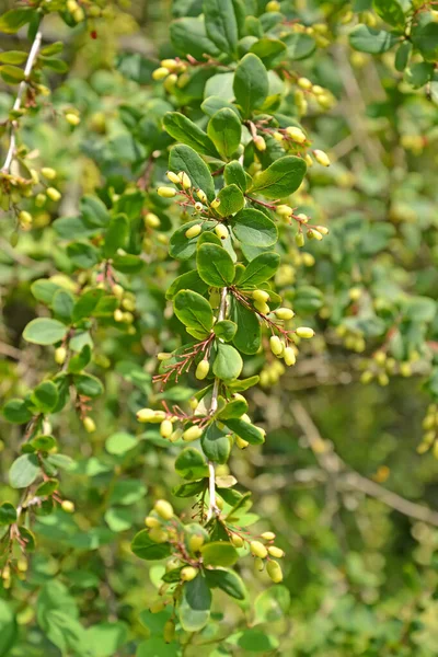 Zralý Barbar Kanadské Bobule Berberis Canadensis Mill — Stock fotografie