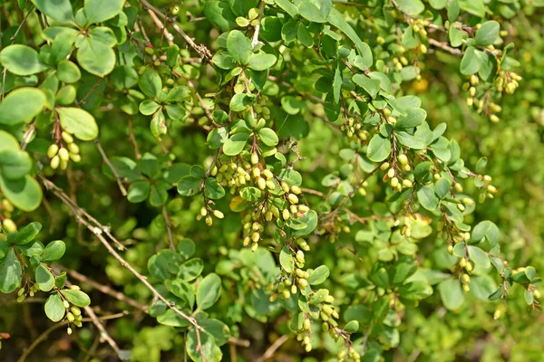 Filialer Med Kanadensiska Barbarfrukter Berberis Canadensis Mill — Stockfoto