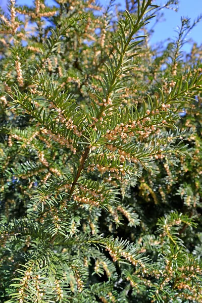 Flowering Yew Berry Taxus Baccata Spring — Stock Photo, Image