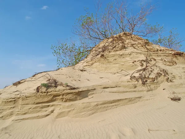 Sand Dune Overgrown Willow Curonian Spit Kaliningrad Region — Stock Photo, Image