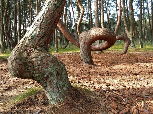 Curonian Spit Pines Dancing Forest Kaliningrad Region — Stock Photo, Image