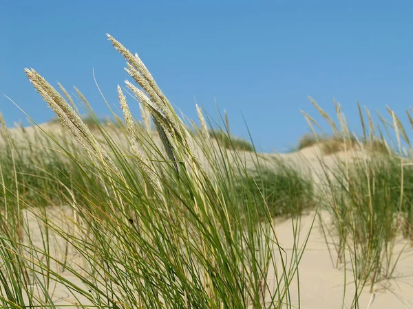 Herbs Curonian Spit Kaliningrad Region — Stock Photo, Image