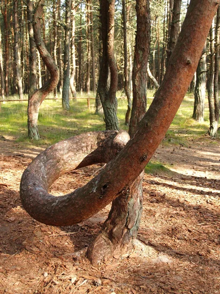 Curonian Tükürüğü Dans Eden Orman Çamları Kalininingrad Bölgesi — Stok fotoğraf