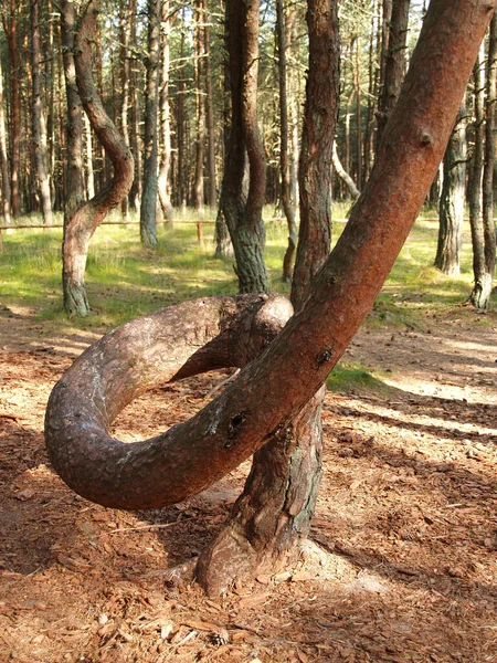 Curonian Spit Les Pins Forêt Dansante Région Kaliningrad — Photo