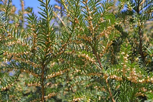 Ανθισμένα Κλαδιά Του Yew Berry Taxus Baccata Άνοιξη — Φωτογραφία Αρχείου