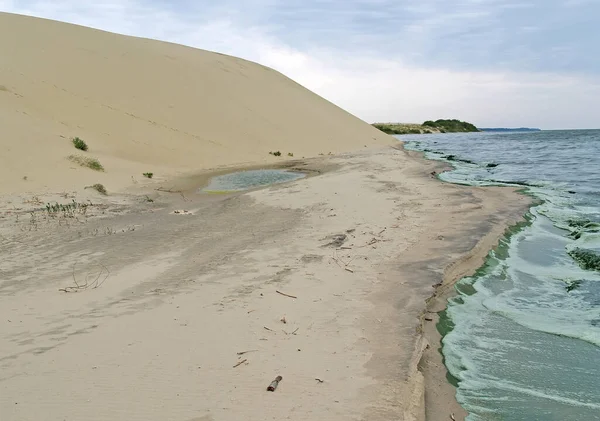 Blue Green Algae Curonian Lagoon Baltic Sea — Stock Photo, Image