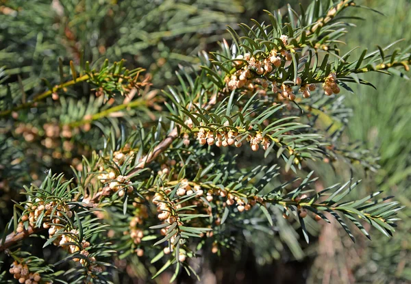 Blühende Eibenbeere Taxus Baccata Frühling — Stockfoto