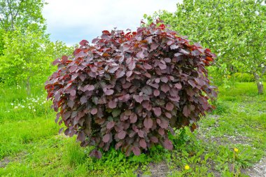 Genel ela, mor form (Corylus avellana (L.) H. Karst. f. Purpurea), genel bir tür. Bahar Bahçesi