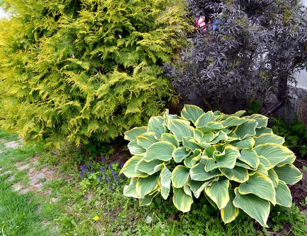 庭園敷地内の観賞植物の景観構成 — ストック写真