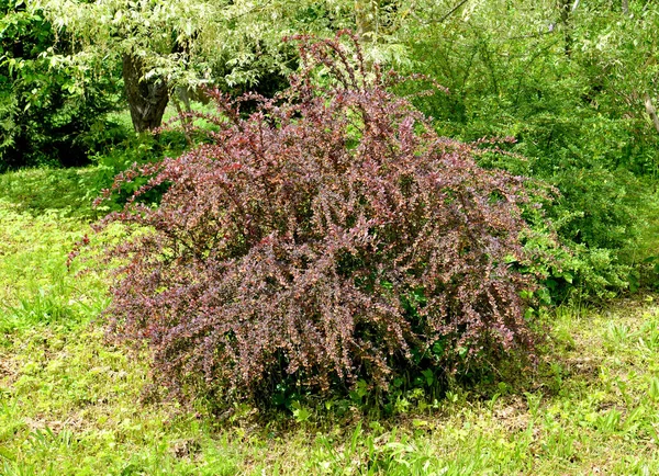 Thunberg Flowering Purple Barberis Bush Berberis Thunbergii General View — Stock Photo, Image