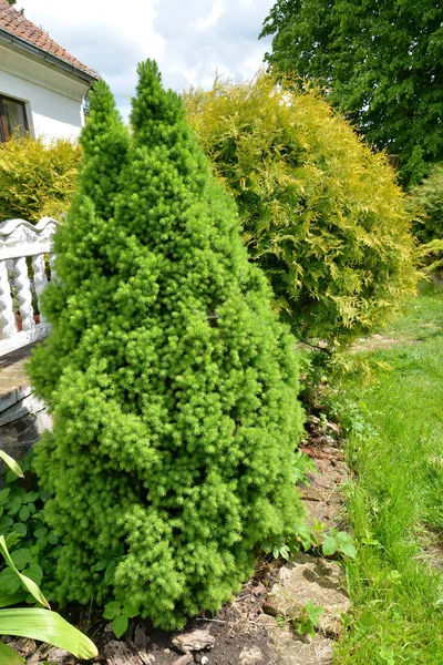 庭のプロット上の円錐形のトウヒとユヤ西部の黄金の成長 — ストック写真