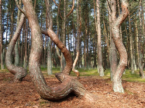 Tančící Les Curonian Spit Kaliningradská Oblast — Stock fotografie