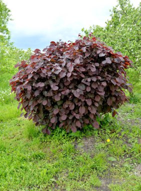 Genel ela, mor form (Corylus avellana (L.) H. Karst. f. Purpurea), genel bir tür. Bahar Bahçesi
