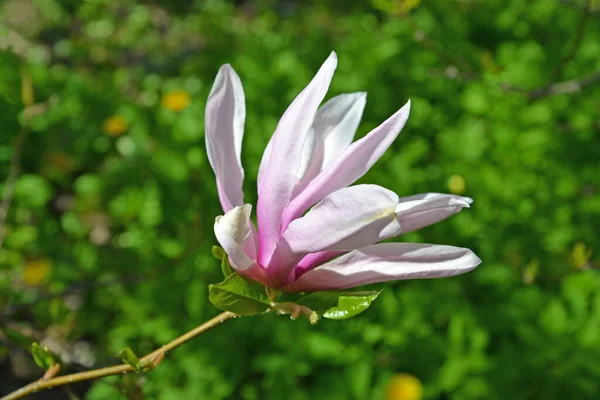 Magnolia Hybridblume Magnolia Aus Nächster Nähe — Stockfoto