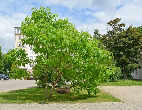 Молодое Дерево Катальпы Является Бигноническим Catalpa Bignonioides Walter Городском Пейзаже — стоковое фото