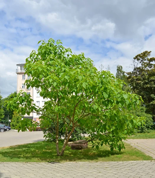 Каталония Bignonioides Walter Общий Вид — стоковое фото