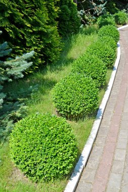 Evergreen samshite (Buxus sempervirens L.). Parktaki patika boyunca olağan iniş.