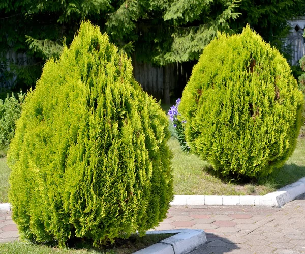 Calmar Oriental Thuja Oriental Cultivar Aurea Nana Platycladus Orientalis Franco — Photo