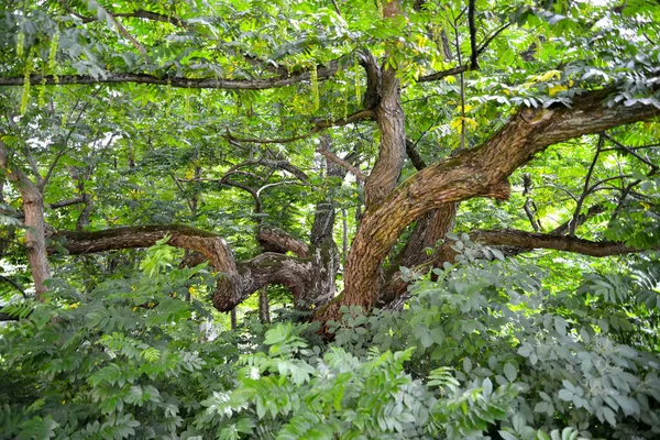 Ceniza Lapina Con Boquillas Verdes Pterocarya Fraxinifolia Árbol Edad Avanzada —  Fotos de Stock