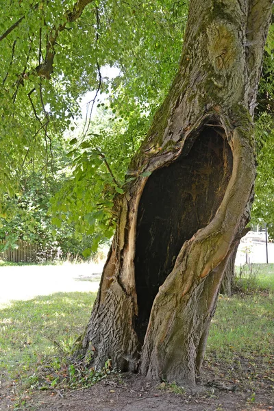 Large Hollow Trunk Old Linden — Stock Photo, Image