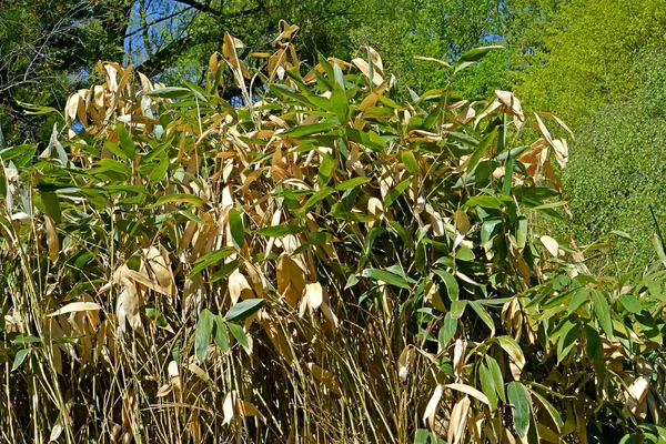 Saza Kuril Kuril Bamboo Sasa Kurilensis Rupr Makino和Shibata — 图库照片