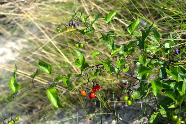 Sockervadd Solanum Dulcamara Filial Med Blommor Och Frukter — Stockfoto