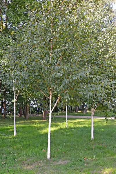 Vidoeiro Papel Betula Papyrifera Marshall Árvores Jovens Crescem Parque — Fotografia de Stock