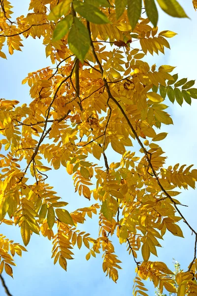 青空を背景に黄色の葉を持つ灰色のナッツの枝 ユグラン シネリアL — ストック写真