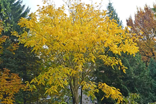 Nuez Gris Juglans Cinerea Copa Del Árbol Tarde Otoño — Foto de Stock