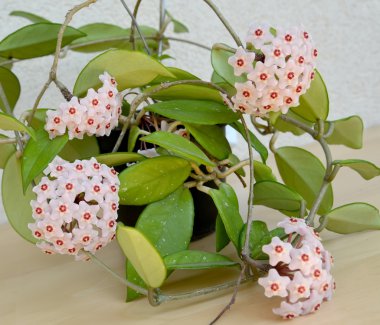 çiçek açması hoya etli veya bir sarmaşık balmumu (hoya carnosa (l.f.) r.br
